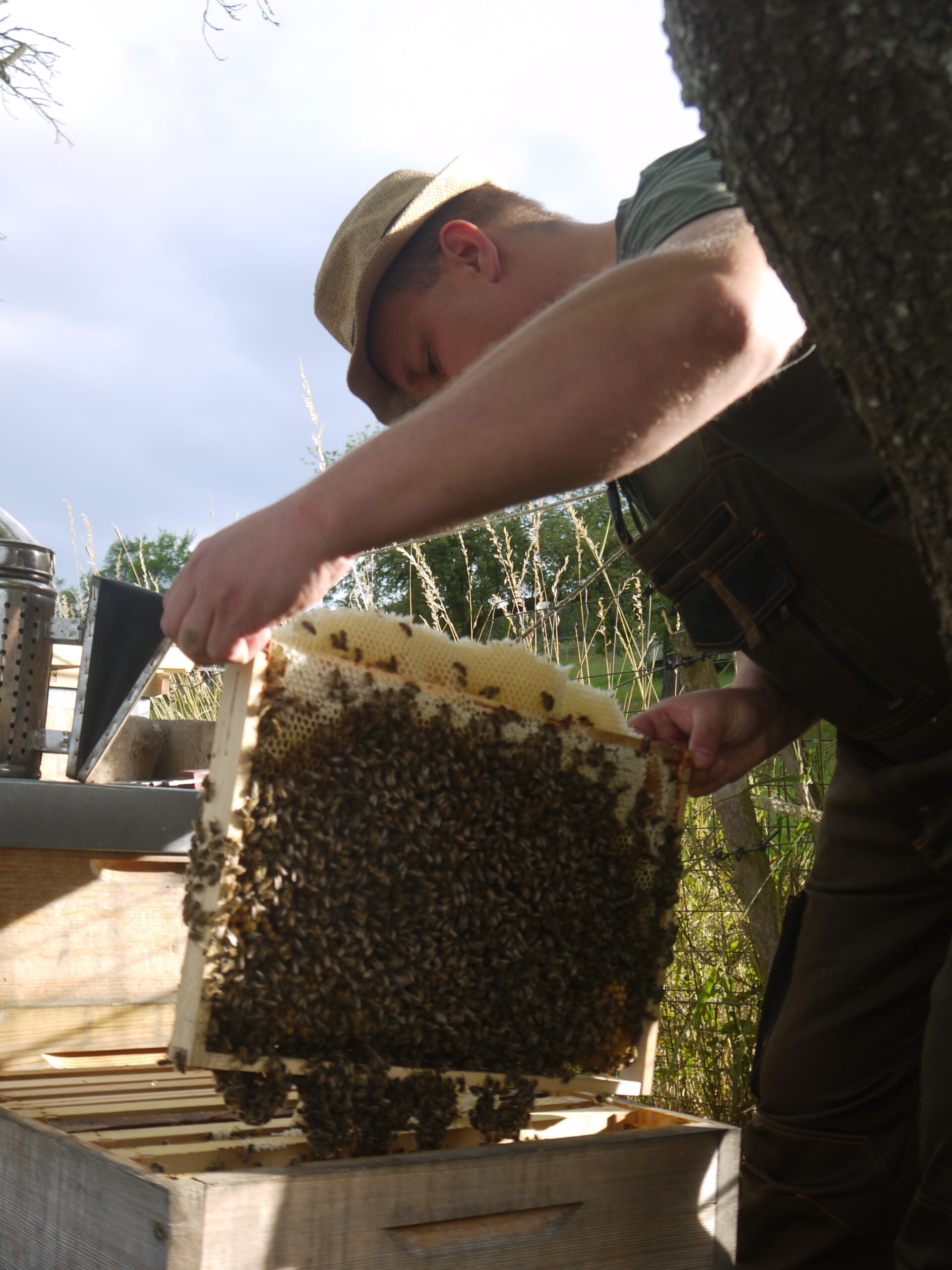 Imker bei der Überprüfung einer Bienenbeute
