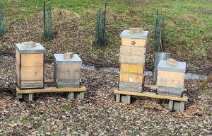 Mehr über den Artikel erfahren Wie baue ich eine Bienenbeute auf?