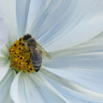 Biene auf Bluete weiss