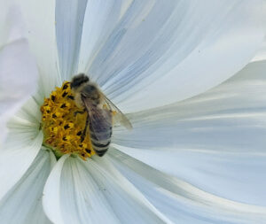 Biene auf Bluete weiss