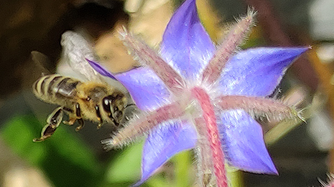 Biene im Landeanflug an eine Blüte