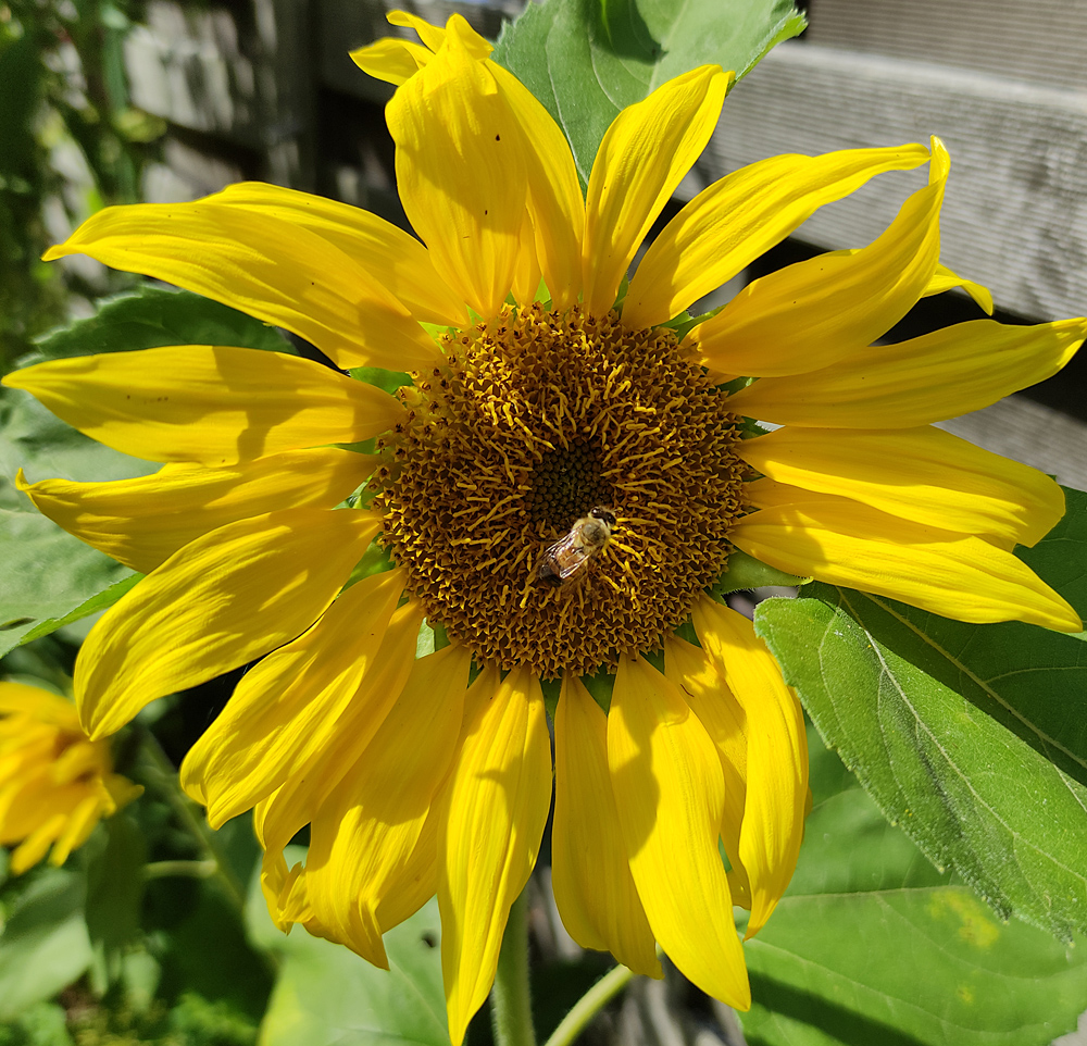 Biene auf Sonnenblume