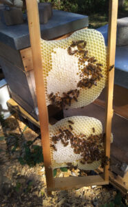 Bienen auf Waben im Rähmchen