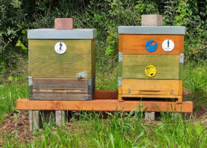 Bienenbeuten am Bienenstand