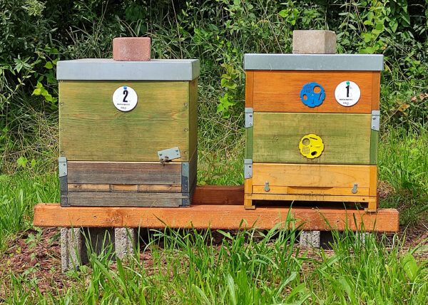 Bienenbeuten am Bienenstand