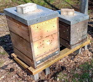 Bienen fliegen an Beuten