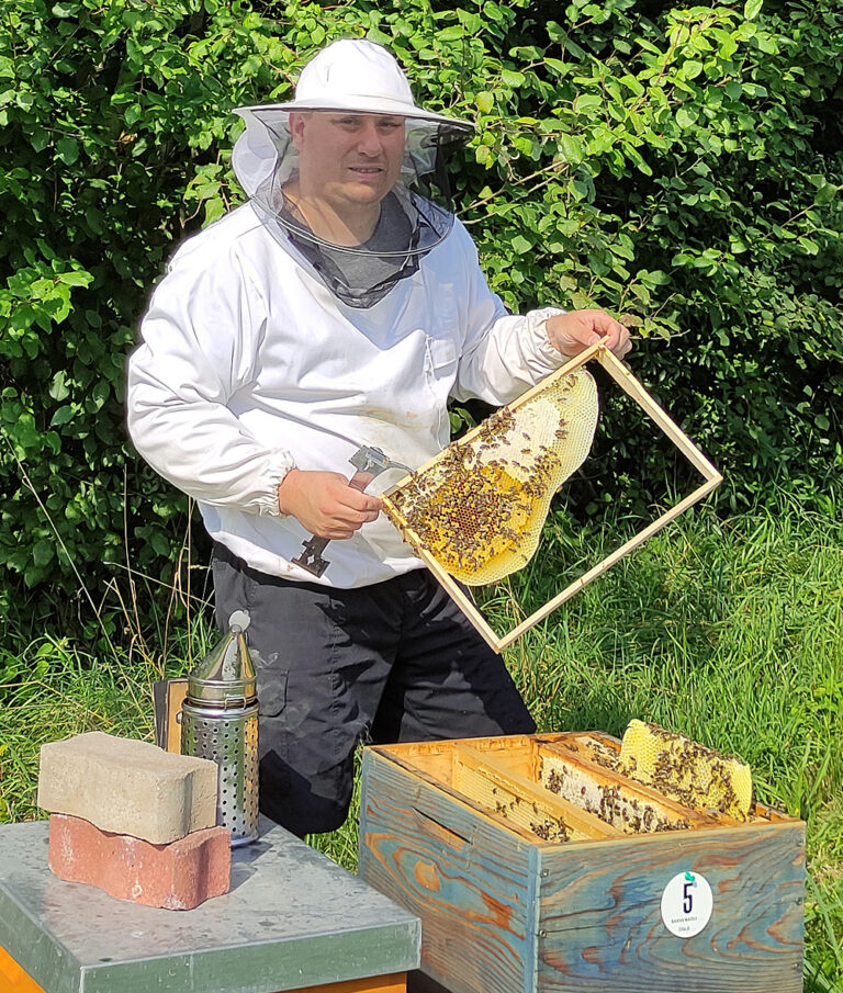 Freier Bau von Bienenwaben