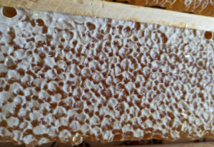 Frische Wabe Honigernte