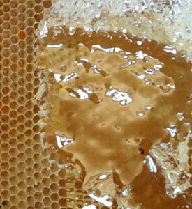 Frischer Honig in Waben Honigernte