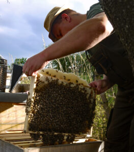 Imker bei der Überprüfung eines Bienenstocks