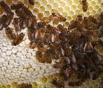 Bienen auf Wabe