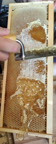 Entdeckelung der Waben bei Honigernte